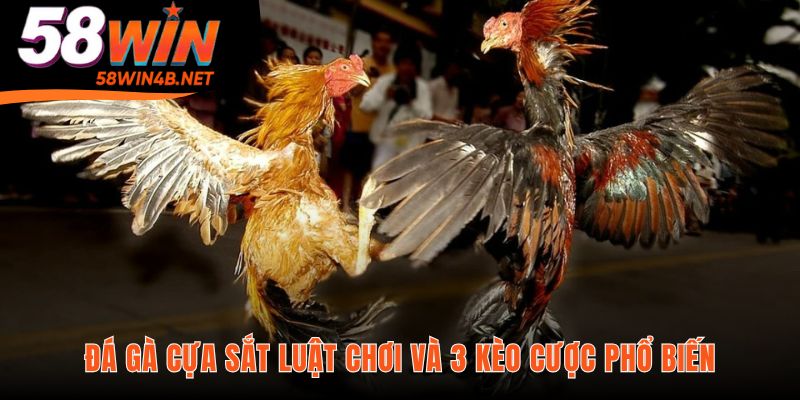 Đá gà cựa sắt và ba kèo cược phổ biến Meron Wala BDD