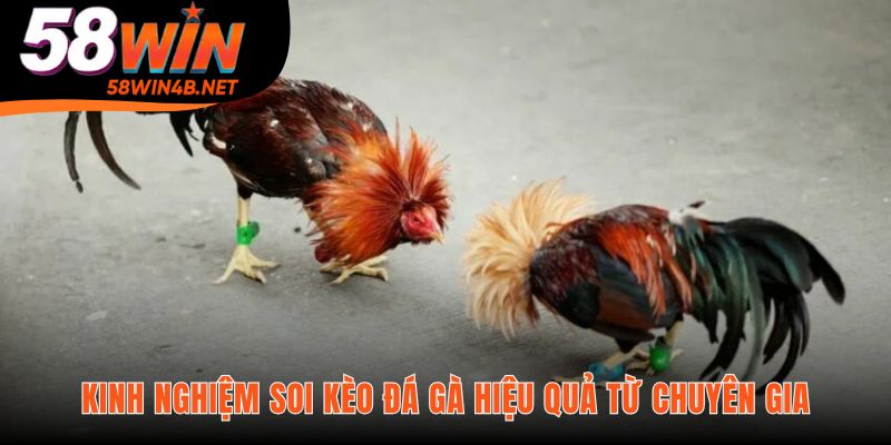 Mẹo soi kèo dựa trên quan sát hình dáng và phong độ gà