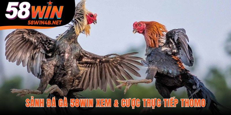 Sảnh cược hội tụ những chiến kê xuất sắc nhất