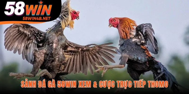 Sảnh cược hội tụ những chiến kê xuất sắc nhất